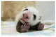 "Giant Panda baby stretching, Wolong Nature Reserve, China" Paper Art, 26"x18"