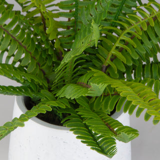 Clear front-facing view of the fern in a white ceramic pot with white background; no text; best single product representation.
