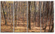Thick Carpathian Deciduous Forest, Forest Canvas Art Print, 48"x28", 4 Panels