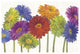 "Colorful Gerbera Daisies" Digital Paper Print by Carol Rowen, 20"x14"