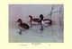 Ring-Necked Duck- Gallery Wrapped Canvas Art 28" x 42"