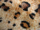 Faux Leopard Skin Pelt Rug, 56"x79"