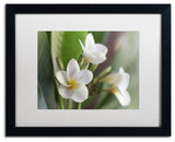 Pierre Leclerc 'Plumeria Bloom' Matted Framed Art, Black Frame, White, 20x16