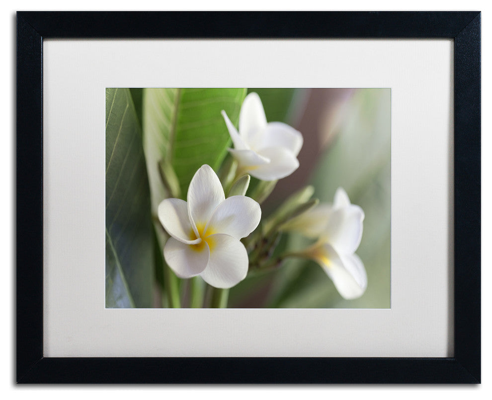 Pierre Leclerc 'Plumeria Bloom' Matted Framed Art, Black Frame, White, 20x16