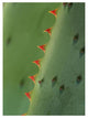"Cape Aloe spines" Digital Paper Print by Tim Fitzharris, 14"x18"