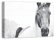Black and White Lone Horse 20x30 Canvas Wall Art