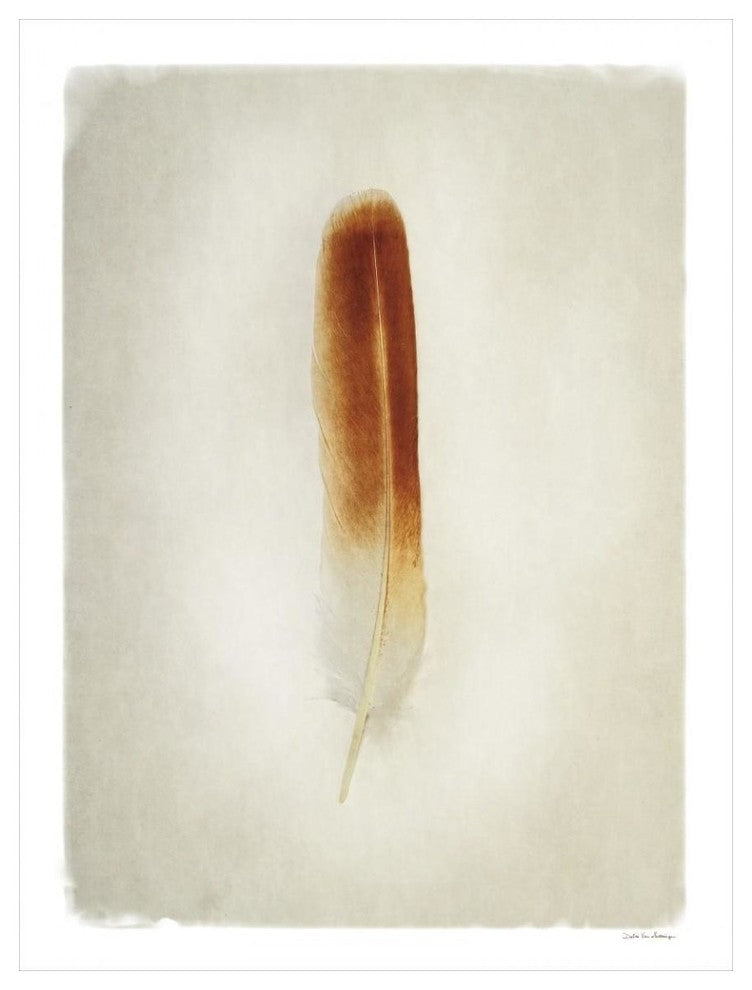 "Feather II" Digital Paper Print by Debra Van Swearingen, 38"x50"