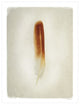 "Feather II" Digital Paper Print by Debra Van Swearingen, 38"x50"