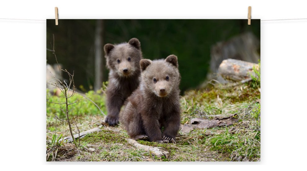 Baby Brown Bear Cubs In Forest Wildlife Photo Loose Wall Art Print, 8" X 10"