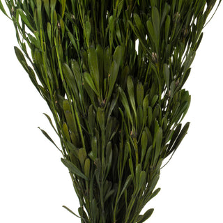 Vickerman Platys Foliage Bundle, Preserved, Spring Green