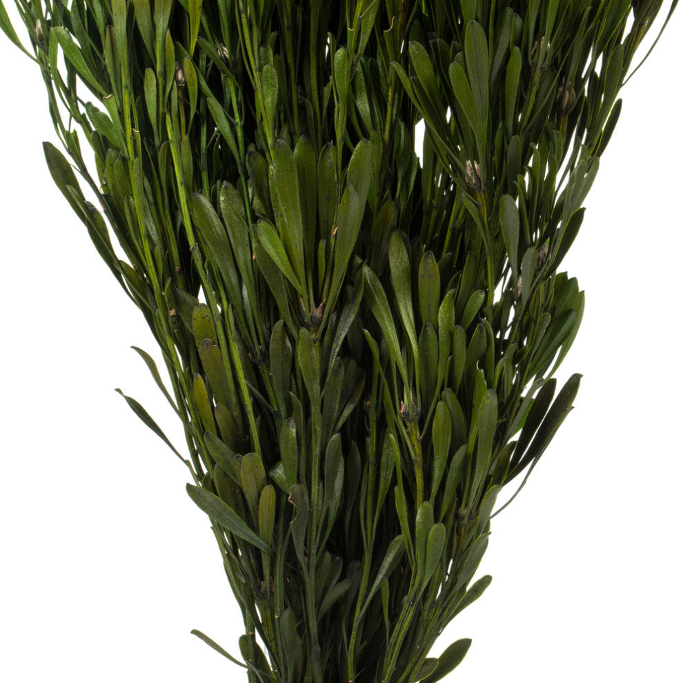 Vickerman Platys Foliage Bundle, Preserved, Spring Green