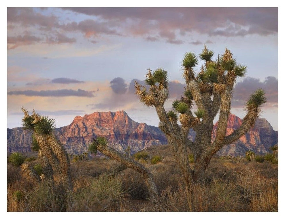 "Joshua Tree, Spring Mountains, Red Rock Canyon Conservation" Paper Art, 34"x26"