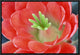 "Claret Cup Cactus flower, Arizona"  by Tim Fitzharris, 19x13"