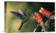 "Green-Crowned Brilliant Hummingbird, Costa Rica" Artwork