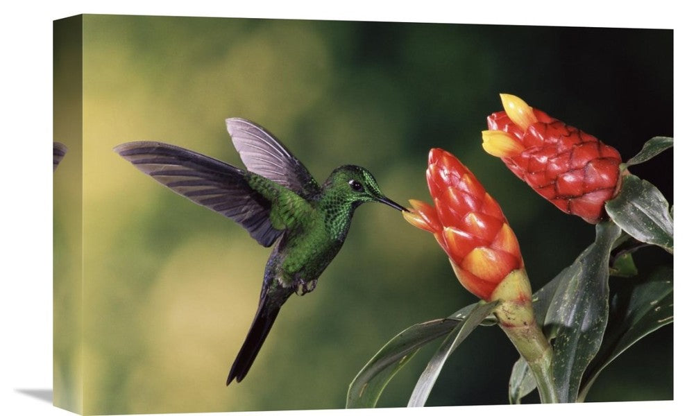"Green-Crowned Brilliant Hummingbird, Costa Rica" Artwork