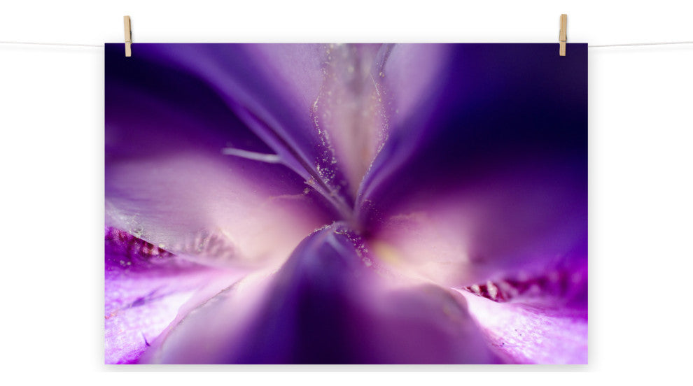 Iris Center Petals Nature Photography, Floral Unframed Wall Art Print, 11" X 14"
