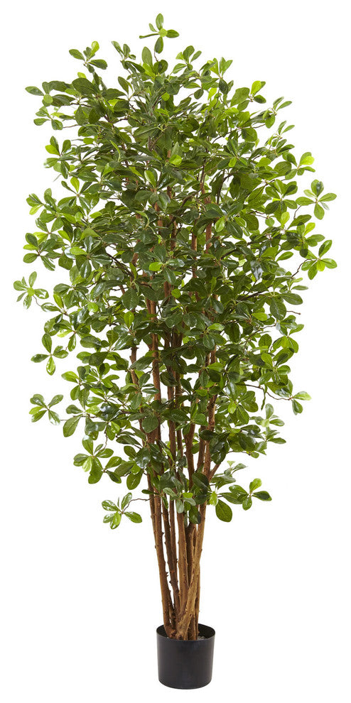 6' Black Olive Silk Tree