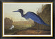 "Blue Crane Or Heron" Framed Canvas Giclee by John James Audubon, 42"x30"