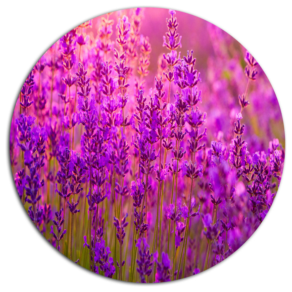 Bright Purple Lavender Field Tihany, Floral Round Metal Wall Art, 36"