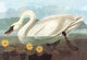 Whistling Swan - Gallery Wrapped Canvas Art 28" x 42"
