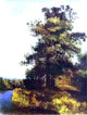 Alexei Kondratevich Savrasov Oaks, Gallery Wrapped Canvas Print, 21"x28"