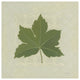 "Forest Leaves I no Lines" Digital Paper Print by Kathrine Lovell, 38"x38"