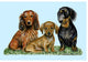Dachshunds Door Mat 18x26