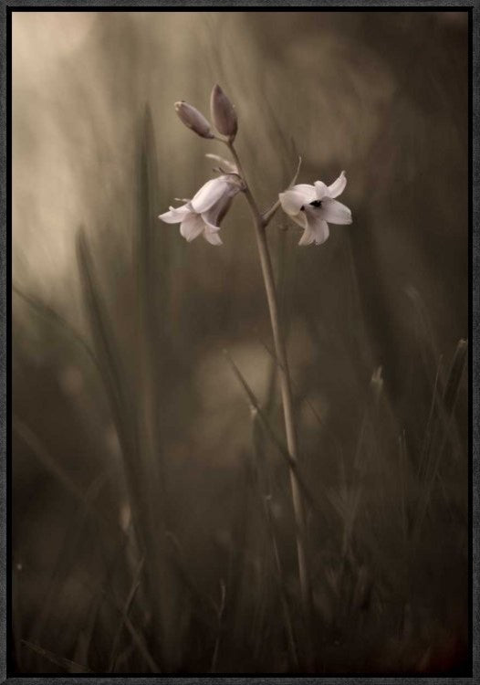 "A Small Flower On The Ground" Framed Canvas Giclee by Allan Wallberg, 16x23"