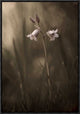 "A Small Flower On The Ground" Framed Canvas Giclee by Allan Wallberg, 16x23"