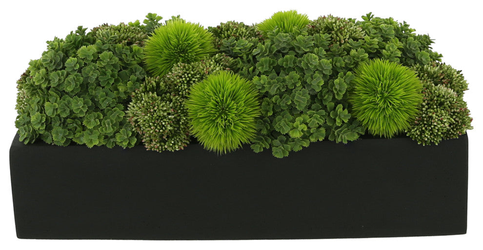 Assorted Sedum Arrangement in a Rectangular Planter