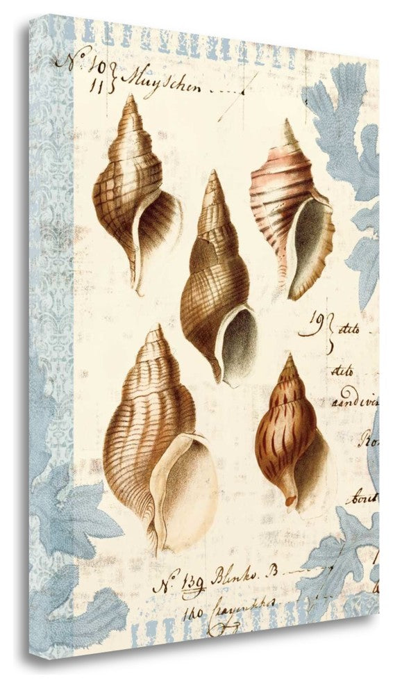 "Seashell Collection II" By Sabine Berg, Giclee Print on Gallery Wrap Canvas