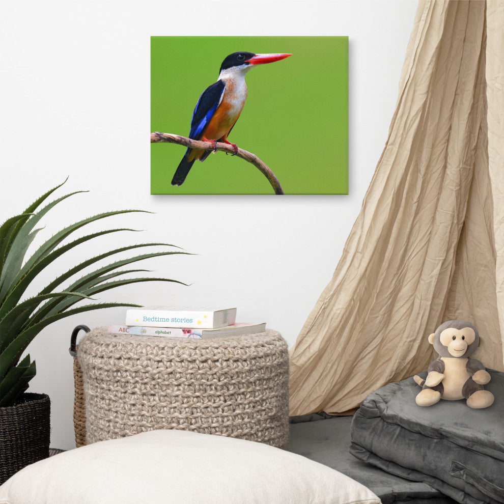 Black Capped Kingfisher Bird on Perch Wildlife Photograph Canvas Wall Art Print, 16" X 20"