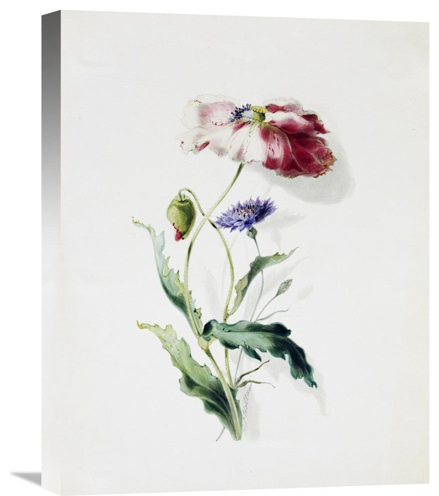 "A Scarlet Poppy and a Cornflower" Canvas Giclee by Thomas Holland, 17"x22"