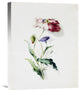 "A Scarlet Poppy and a Cornflower" Canvas Giclee by Thomas Holland, 17"x22"
