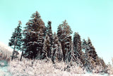 "Cold Winter Morning" Painting Print on Canvas