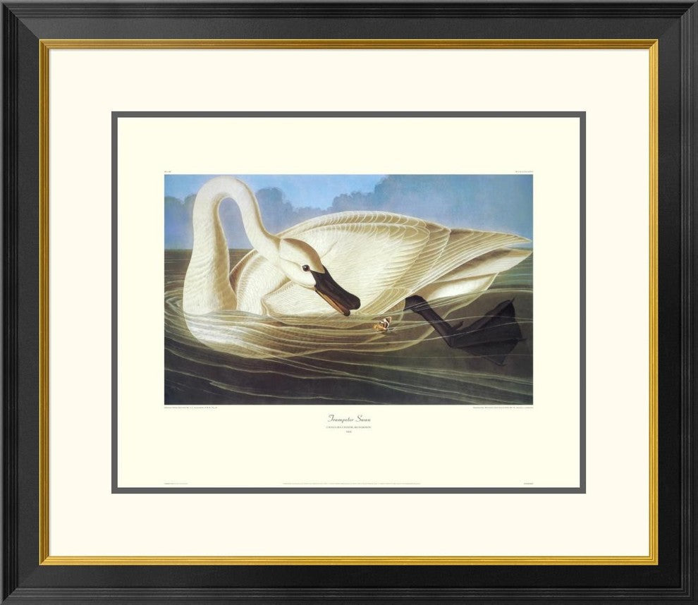 "Trumpeter Swan (decorative border)"  by John James Audubon, 30x26"