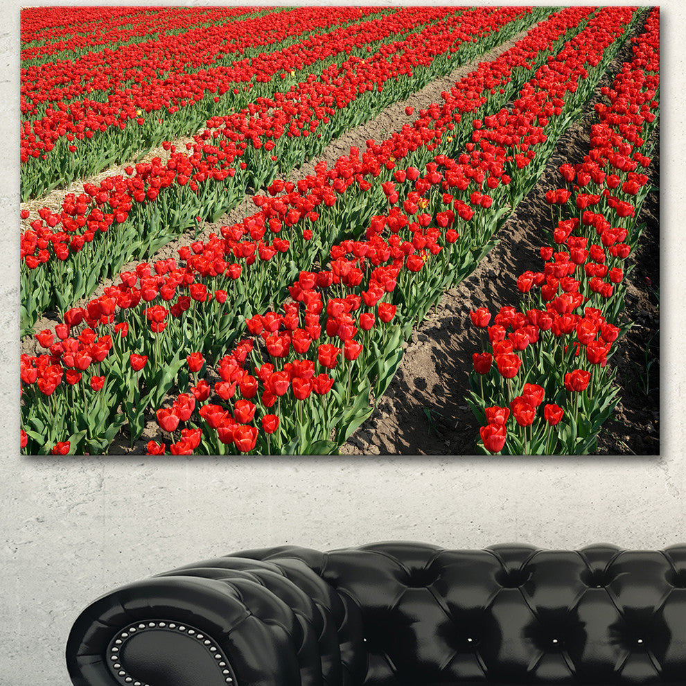 Rows of Red Tulip Flowers, Floral Canvas Art print, 40"x30"