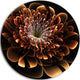 Brown Fractal Flower, Floral Digital Art Round Wall Art, 11"