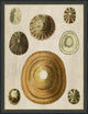 Variegated Shells 5, Giclee Reproduction Artwork