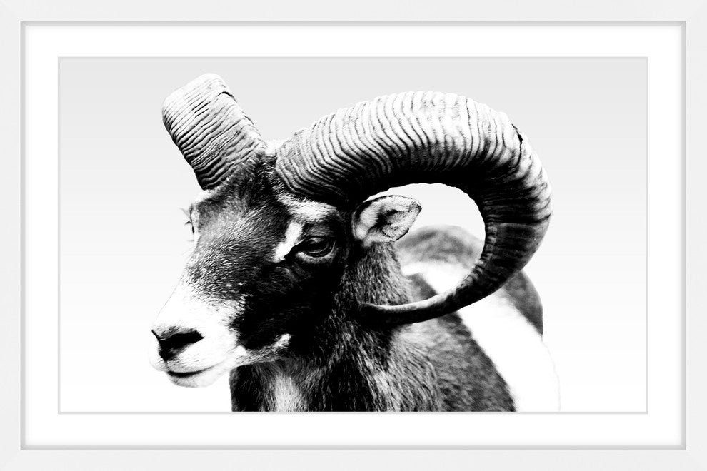 Marmont Hill, "Ram Forward" Framed Painting Print, 18x12