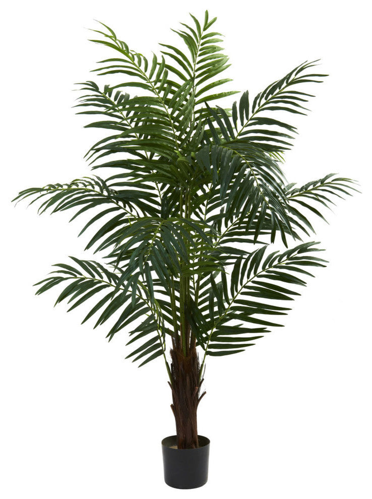 5' Areca Palm Tree