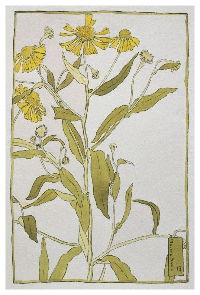 "Sneeze Weed" Digital Paper Print by Hannah Borger Overbeck, 22"x32"