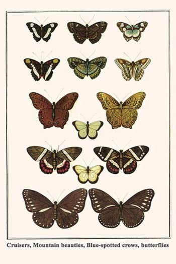 Cruisers, Mountain Beauties, Blue - Spotted Crows, Butterflies