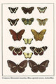 Cruisers, Mountain Beauties, Blue - Spotted Crows, Butterflies