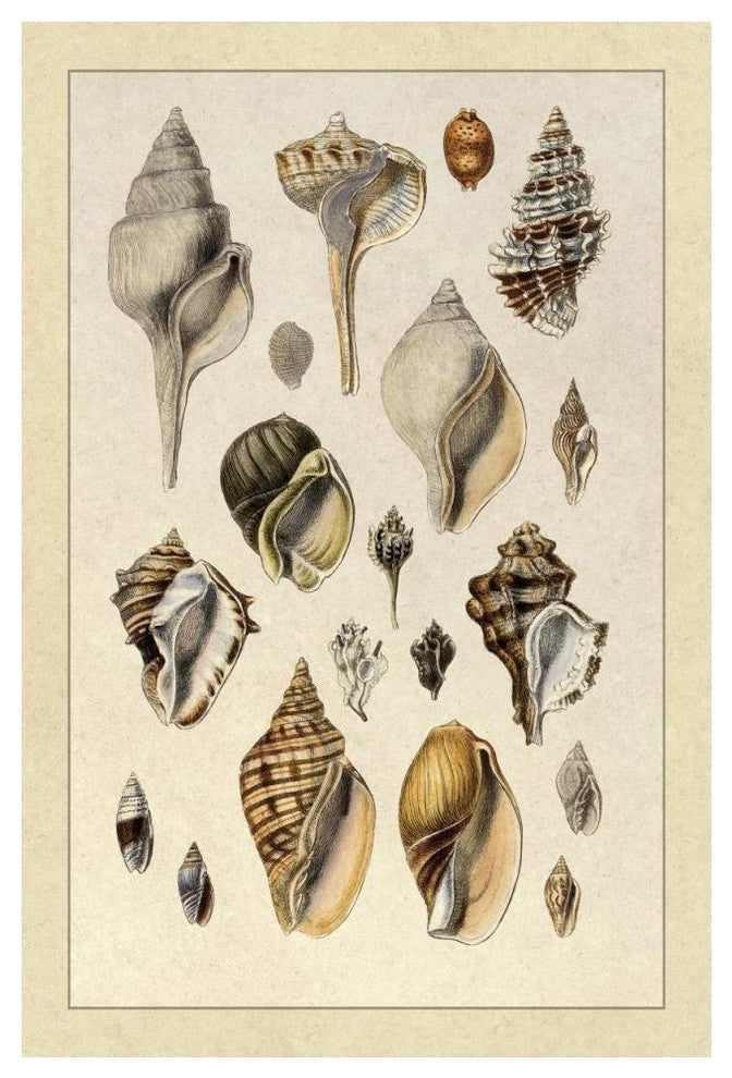 "Shells: Sessile Cirripedes #3" Digital Paper Print by G.B. Sowerby, 34"x50"