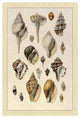 "Shells: Sessile Cirripedes #3" Digital Paper Print by G.B. Sowerby, 34"x50"