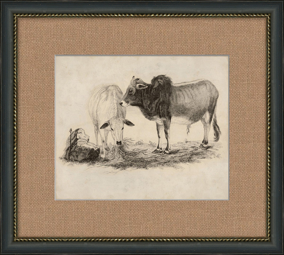 Antique Grazing Cows, Giclee Reproduction Artwork