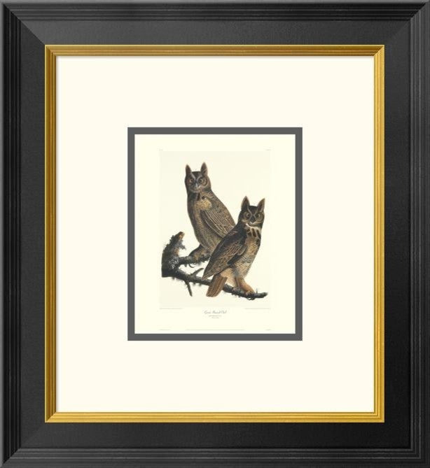 "Great Horned Owl (decorative border)"  by John James Audubon, 16x18"