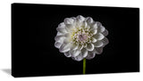 "Isolated Dahlia Flower in Black" Canvas Print, 32"x16"