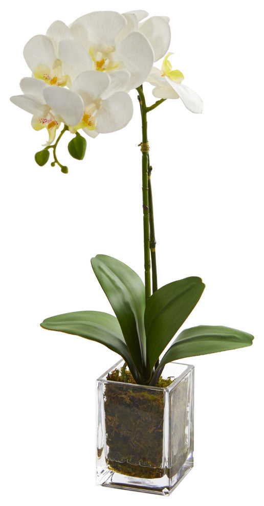24" Orchid Phalaenopsis Artificial Arrangement in Vase, Cream